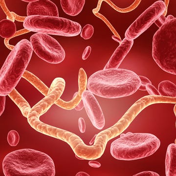 ebola virus in human body 3d illustration