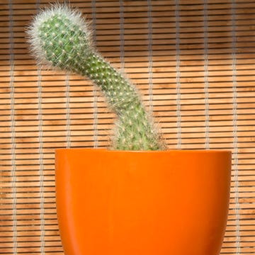 cactus with penis shape