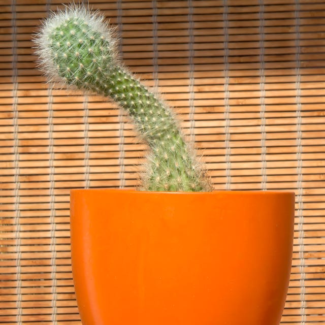 Cactus with penis shape cactus with penis shape