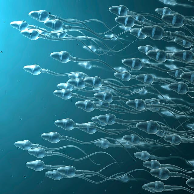Sperm cells, illustration sperm cells, illustration