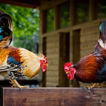 two colorful roosters threatening each other on the fence. rivals are trying to show dominance before they start a real fight. ritualistic or display behaviors and showing off is the most common form of agonistic behaviors.