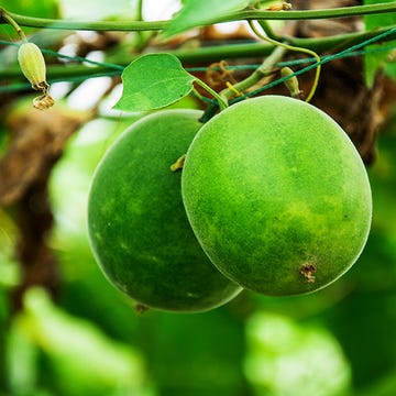 low carb sugar substitute